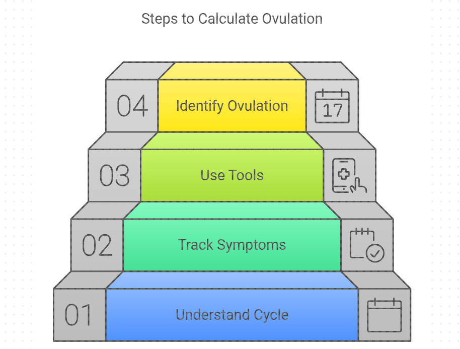 Calculating Your Ovulation Days Step-by-Step Guide