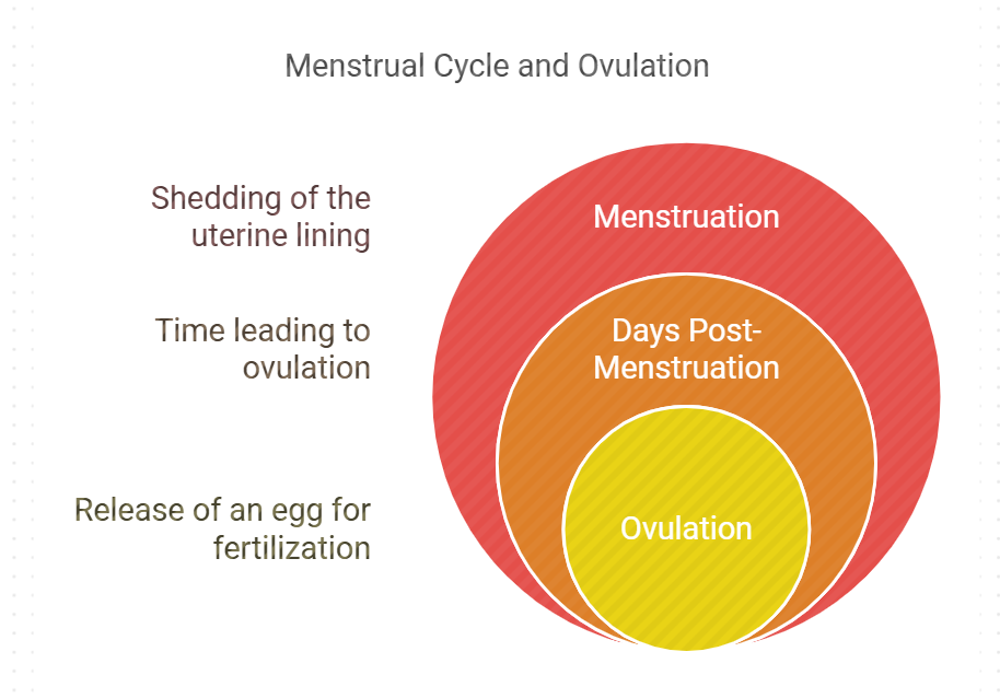 How Many Days After Your Period Do You Ovulate

