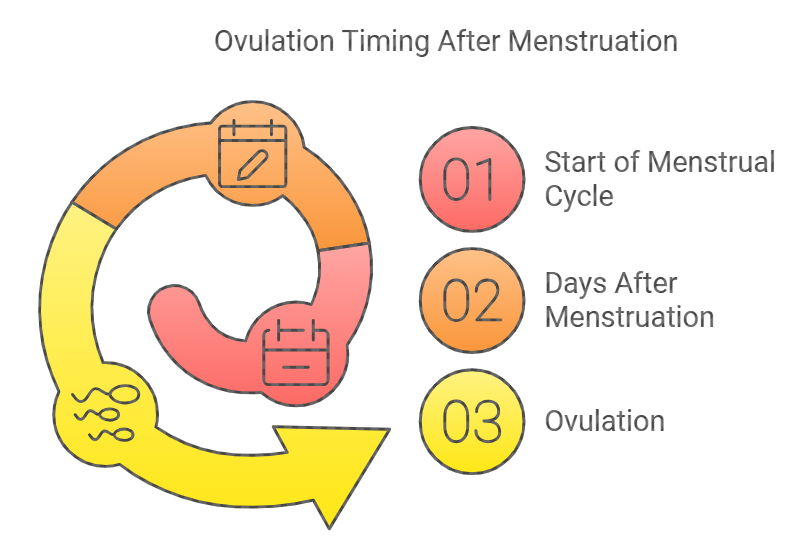 Ovulation