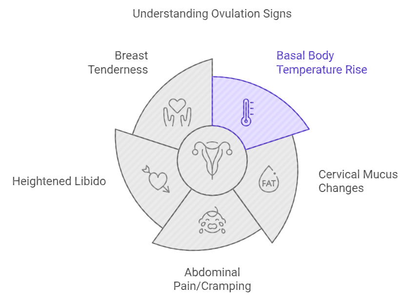 Signs of Ovulation What to Look For