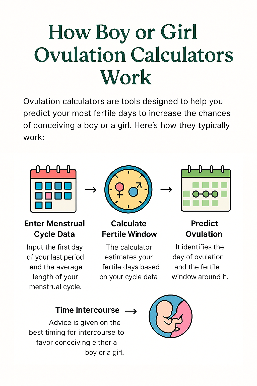 How Boy or Girl Ovulation Calculators Work